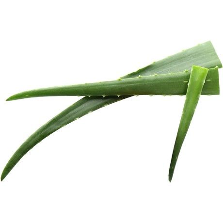 - Aloe Vera pro Kilo 1kg - Panda-Panda Asia Shop by JEN