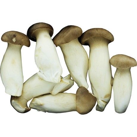MAO XIONG Eryngii King Oyster Pilze 150g - Panda-Panda Asia Shop by JEN