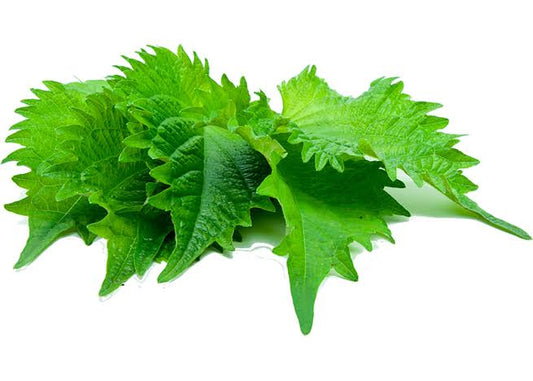frische Ooba per Bund (Shiso) - Panda-Panda Asia Shop by JEN