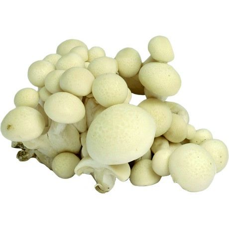 MAO XIONG Shimeji Weiß 150g - Panda-Panda Asia Shop by JEN